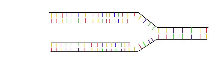 duplication of dna. the DNA duplicates itself.